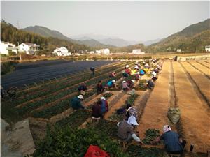 “茶癡”老蔣：“想創新，就得下苦功夫”